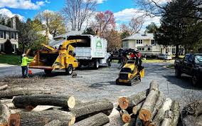 Professional Tree Removal and Landscaping Services in Lemoore, CA